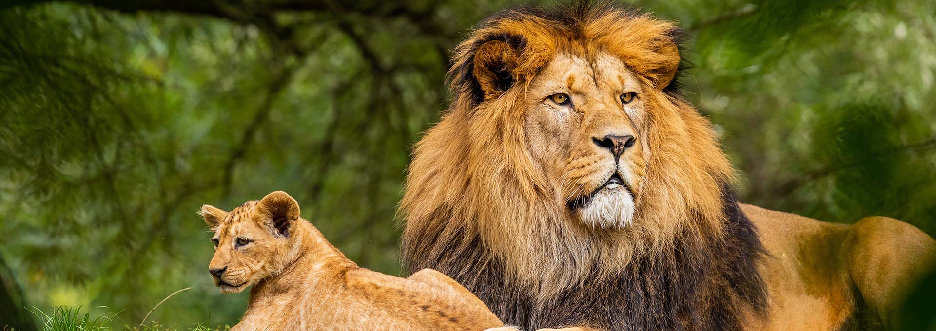 Enchanting Temple & Wildlife Tour of North