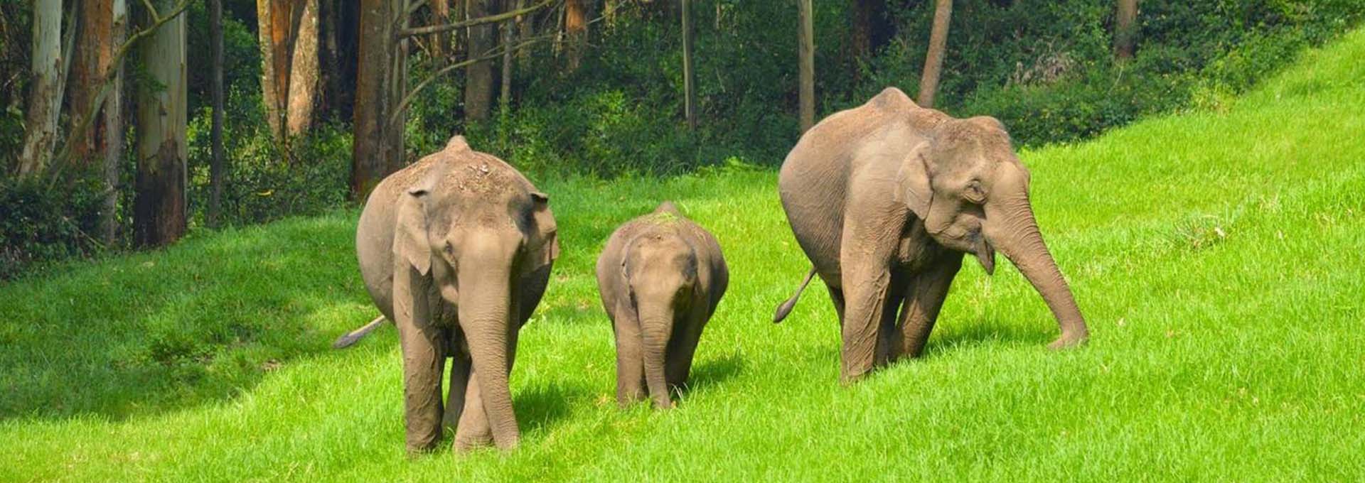 Enchanting Temple & Wildlife Tour of North